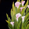 CALLA LILLIES
Oil on wrapped canvas
24" X 24"

~SOLD~