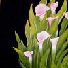 CALLA LILLIES
Oil on wrapped canvas
24" X 24"

~SOLD~